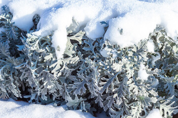 Decorative moss covered with snow. Close-up.