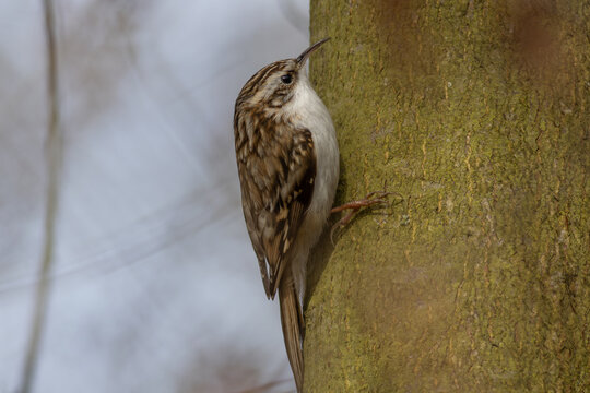 Eurasian treecreeper (Certhia familiaris)