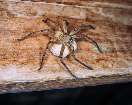 A giant wood spider, crab spider guarding a cocoon with offspring Huntsman spiders (Sparassidae, Palystes) preference for woody places. Island of Bunaken in Indonesia