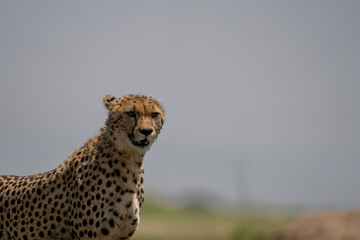 cheetah in the savannah © Sajad