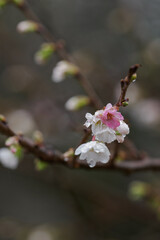 Small white flowers and one pink flower on a twig of an ornamental cherry in the rain.
