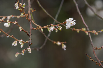 Small white flowers and one pink flower on a twig of an ornamental cherry in the rain.
