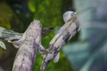 A view of fish from above, including the upper part of an Endlicher&rsquo;s bichir.

