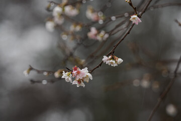 Small white flowers and one pink flower on a twig of an ornamental cherry in the rain.
