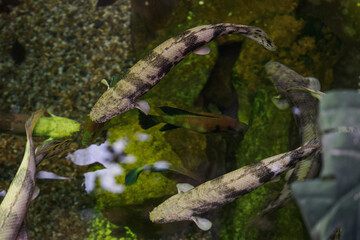 A view of fish from above, including the upper part of an Endlicher&rsquo;s bichir.
