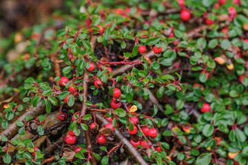 Small-leaved cotoneaster with red fruits and tiny leaves after rain.
