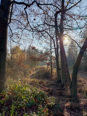 Rijkevorsel, Antwerpse Kempen, Belgium, sunlit woodland creek with mossy banks and dappled light, small stream winding through ferns and leaf litter, humid stillness
