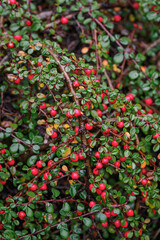 Small-leaved cotoneaster with red fruits and tiny leaves after rain.
