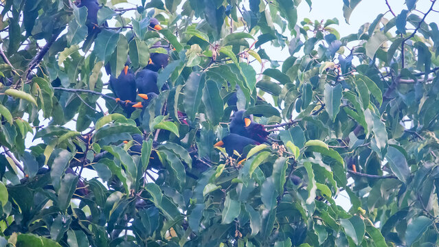 Flock of grosbeak mynas (Scissirostrum dubium) in tropical coastal rainforest during monsoon season. Coastal forests. Spice islands. Indonesia. Endemic to Sulawesi. It's like black fruits on tree.