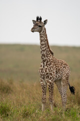 Obraz premium baby giraffe in the savannah