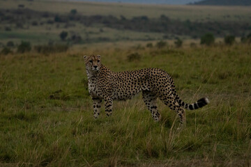 cheetah in serengeti © Sajad