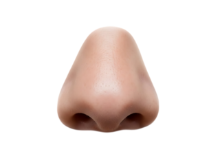 Human nose isolated on transparent background