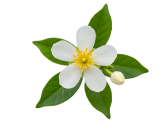 White flower with green leaves isolated on transparent background