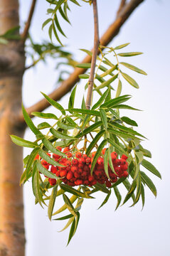 Japanese rowan tree Sorbus commixta 'Dodong' aka 'Olympic Flame' shrub twigs, bright red ripe fruits, green leaves, large detailed vertical closeup, gentle sunny afternoon shadows