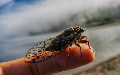 Mountain cicada (Cicadetta montana, male) (Cicadidae, Hemiptera) on slopes of seaside forest hills. Sakhalin, Far eastern population. Shrilling was venerated by ancient Greeks, but detested by Virgil