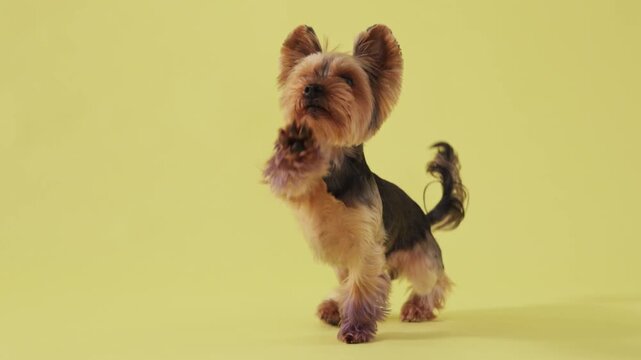 A yorkshire terrier poses still with paws planted firmly on a yellow background. Its upright form and groomed coat stand out clearly.