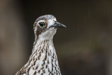 Portrait of a Eurasian stone-curlew soaked by rain.
