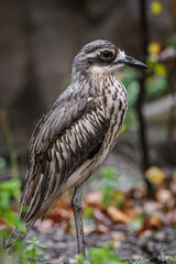 A Eurasian stone‑curlew wet after the rain.
