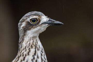 Portrait of a Eurasian stone-curlew soaked by rain.
