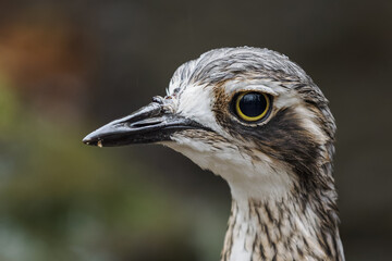 Portrait of a Eurasian stone-curlew soaked by rain.
