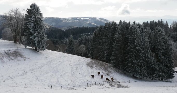 Gersbach im Schwarzwald. Eine Kuhherde am Grund einer Schlucht entlang des M&ouml;hrenblicks und des Mettlerwegs in Richtung Hole Eiche, mit Blick auf die W&auml;lder und H&uuml;gel des Hotzenwalds.

