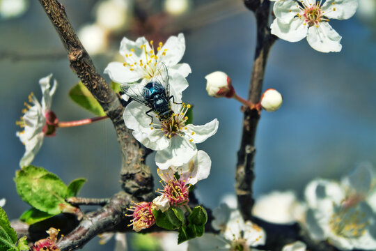 Synecology. Insect-pollinators. Blooming cherry plum (Prunus iranica) in village yard. First flies as pollinators of first flowers - Fly drinks nectar and collects it on its head pollen grain