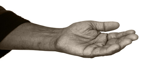 Small mustard seeds in the hand