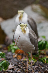 Australian masked lapwing with water droplets after the rain.
