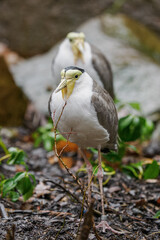 Australian masked lapwing with water droplets after the rain.
