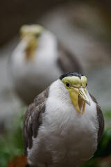 Australian masked lapwing with water droplets after the rain.

