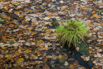Fresh green leaves of a plant growing on a trunk in water with fallen leaves.
