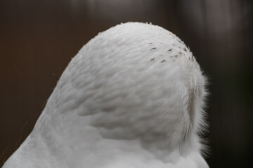 Detail of water droplets after the rain on the feathers of a snowy owl.
