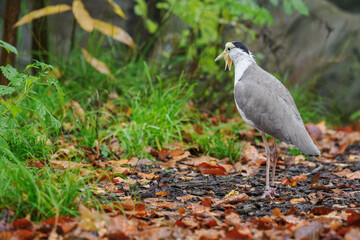 Australian masked lapwing with water droplets after the rain.
