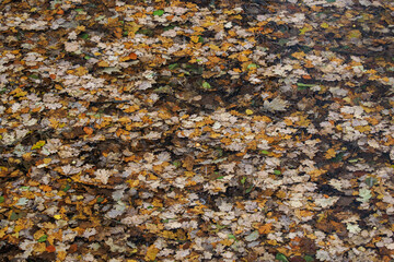 A lot of fallen leaves on the water surface of the pond.

