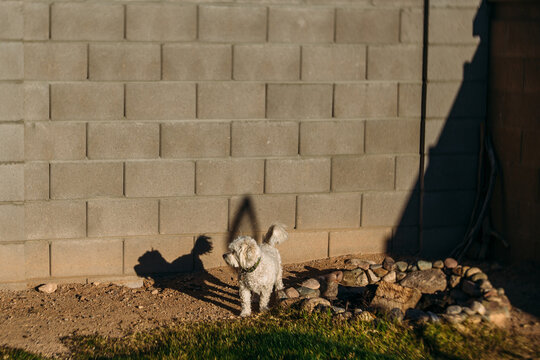 dog and his shadow