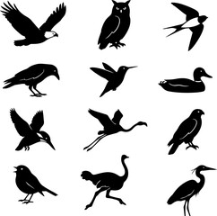 Fototapeta premium Diverse collection of twelve black and white bird silhouettes showcasing various species in flight and standing poses for graphic design use.
