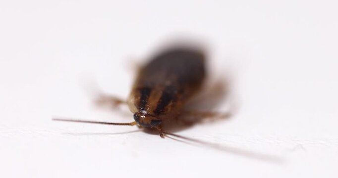 Detailed view of a poisoned cockroach 