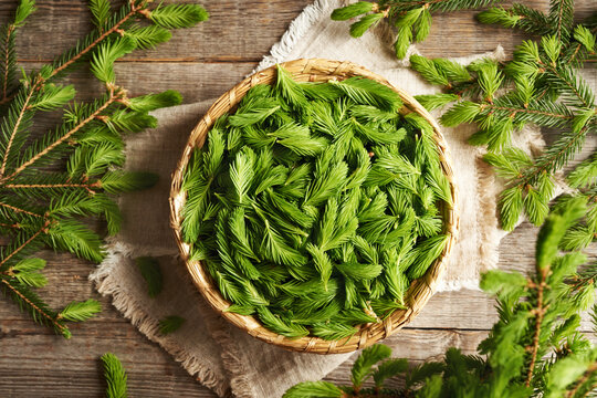 Young spruce tree tips harvested in spring in a wicker basket - ingredient for herbal syrup