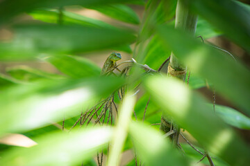Green Crested Lizard (Bronchocela cristatella) peeping through some foliage in Borneo