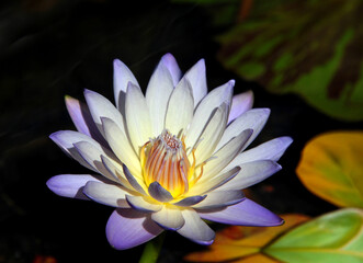 Purple Louisiana Waterlily