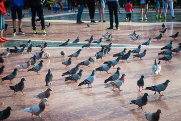 flock of pigeons in the city of Barcelona, Spain, legs, 