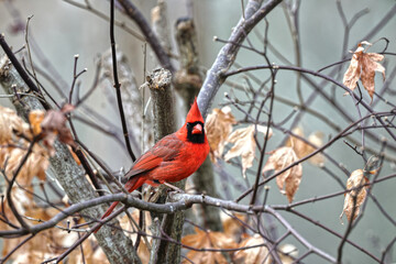Male colorful northern cardinal red bird perched in bare tree against blurry wintery background. 