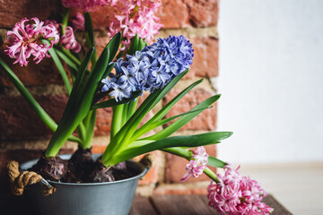 Concept of home spring gardening indoors. Beautiful pink and purple hyacinth bulbous flowers in ceramic or metal pots on the windowsill in the kitchen. Leisure, hobby, recreation. Earth day