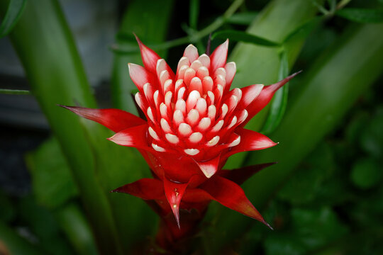 Vibrant macro shot of a tropical Guzmania bromeliad with red bracts and white tips against a lush green background