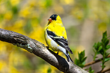 Male American goldfinch, Spinus tristis, close up
perched on a branch looking back from a three-quarter view with yellow flower background