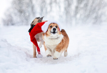 two dogs playing and running with long red santa hat in winter snowy garden