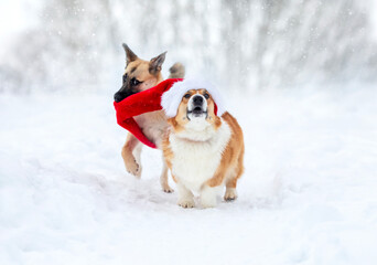 two dogs playing and running with long red santa hat in winter snowy garden