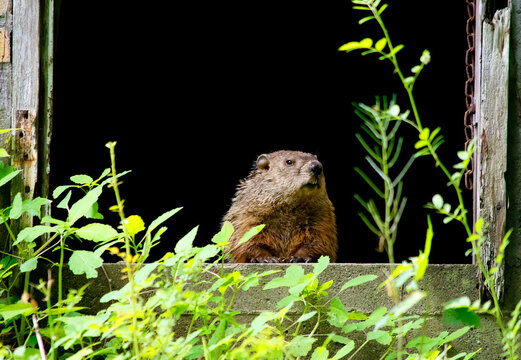 Groundhog, marmota monax, peeking out of an abandoned root cellar in spring