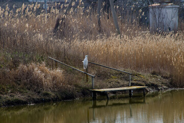 A white heron sits on a wooden pier by a lake.