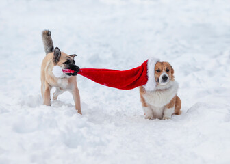two dogs playing and pulling long red santa hat in winter snowy garden